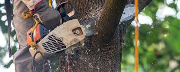 Reliable Sonora, CA Tree Services Solutions